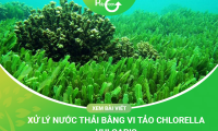 Xử Lý Nước Thải Bằng Vi Tảo Chlorella Vulgaris